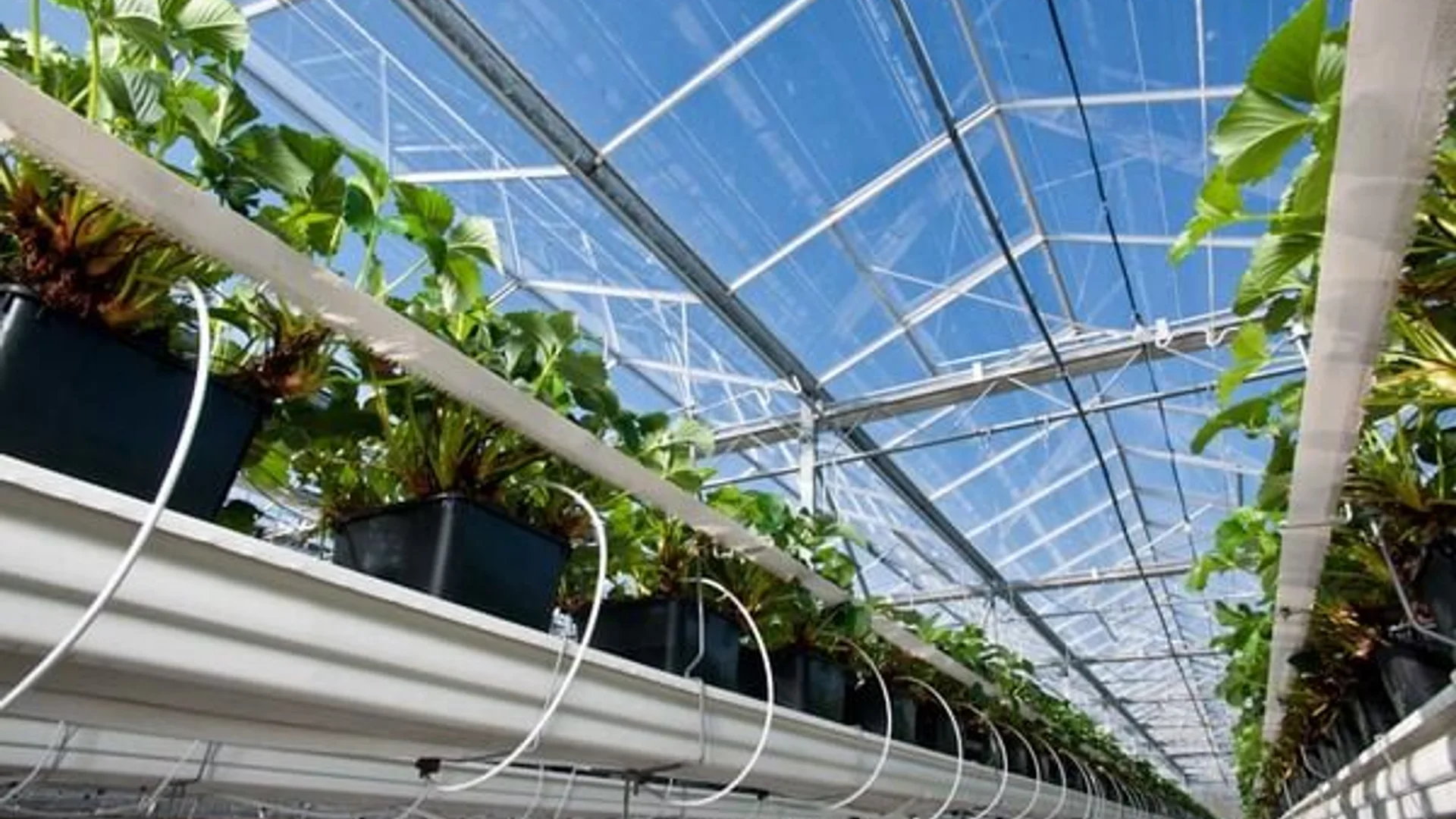 Greenhouse & Nursery Irrigation — CTA background