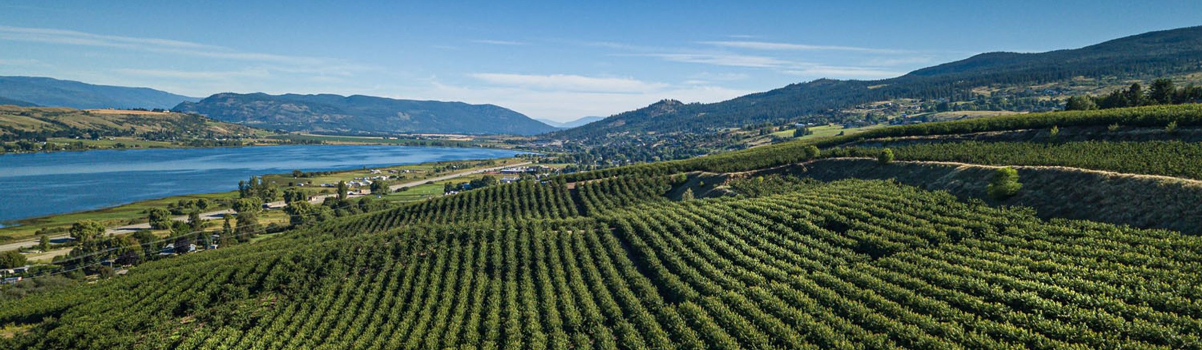 Vineyard, Orchards & Berries
