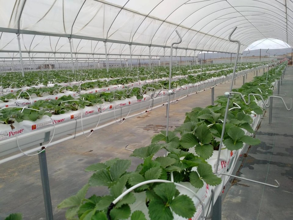 Greenhouse and Nursery Drip