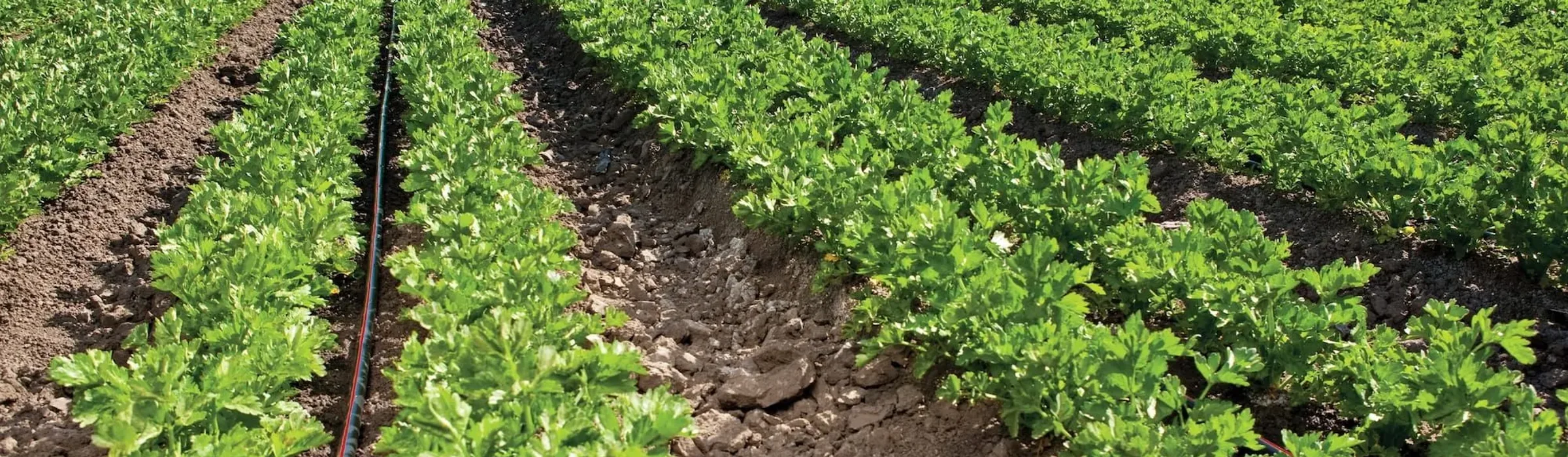 Drip Irrigation
